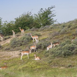 Amsterdamse Waterleidingduinen